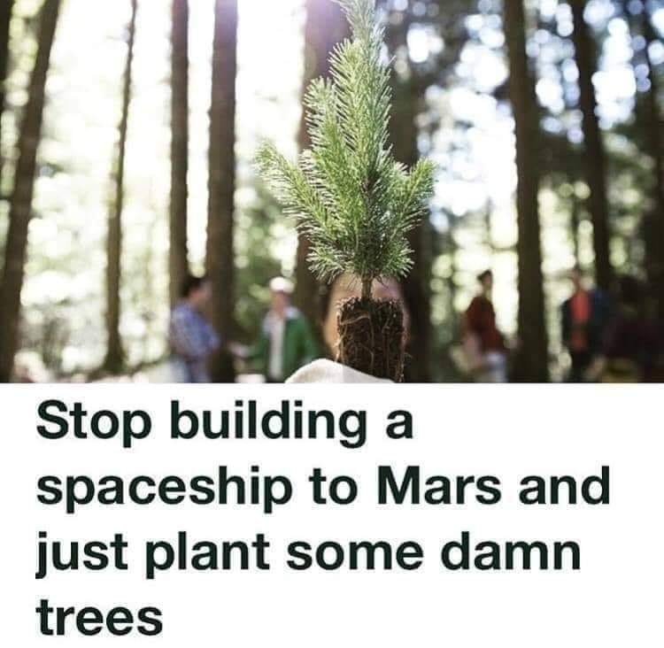 musk trees